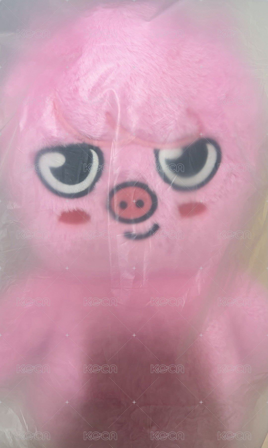 泰迪🐻彬（🈚️護照）