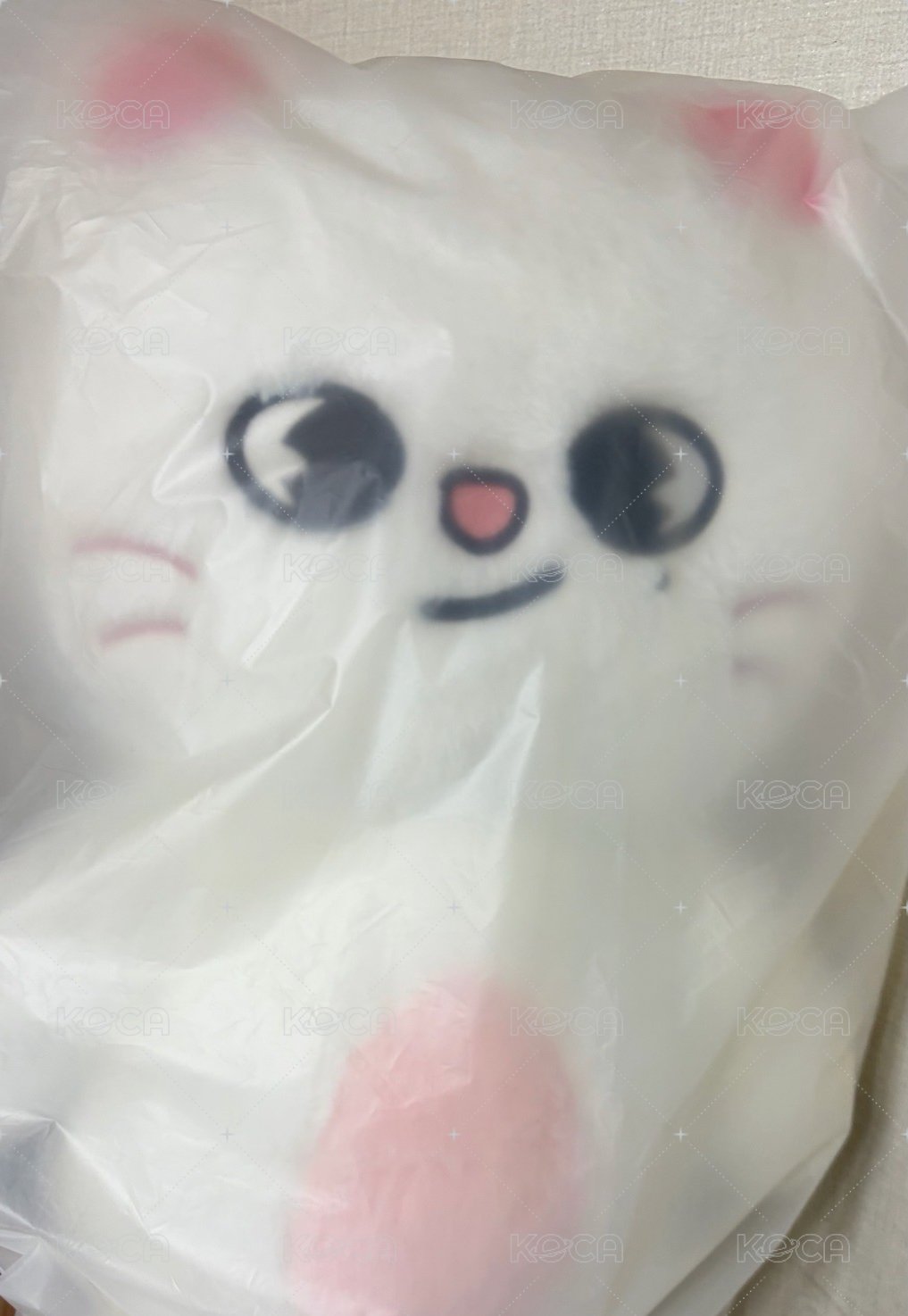 泰迪🐻辰