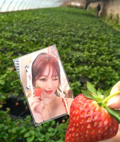 葉舒華食物系小卡