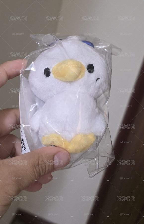 日周特鴨