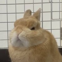 ㅍㅅㅍ