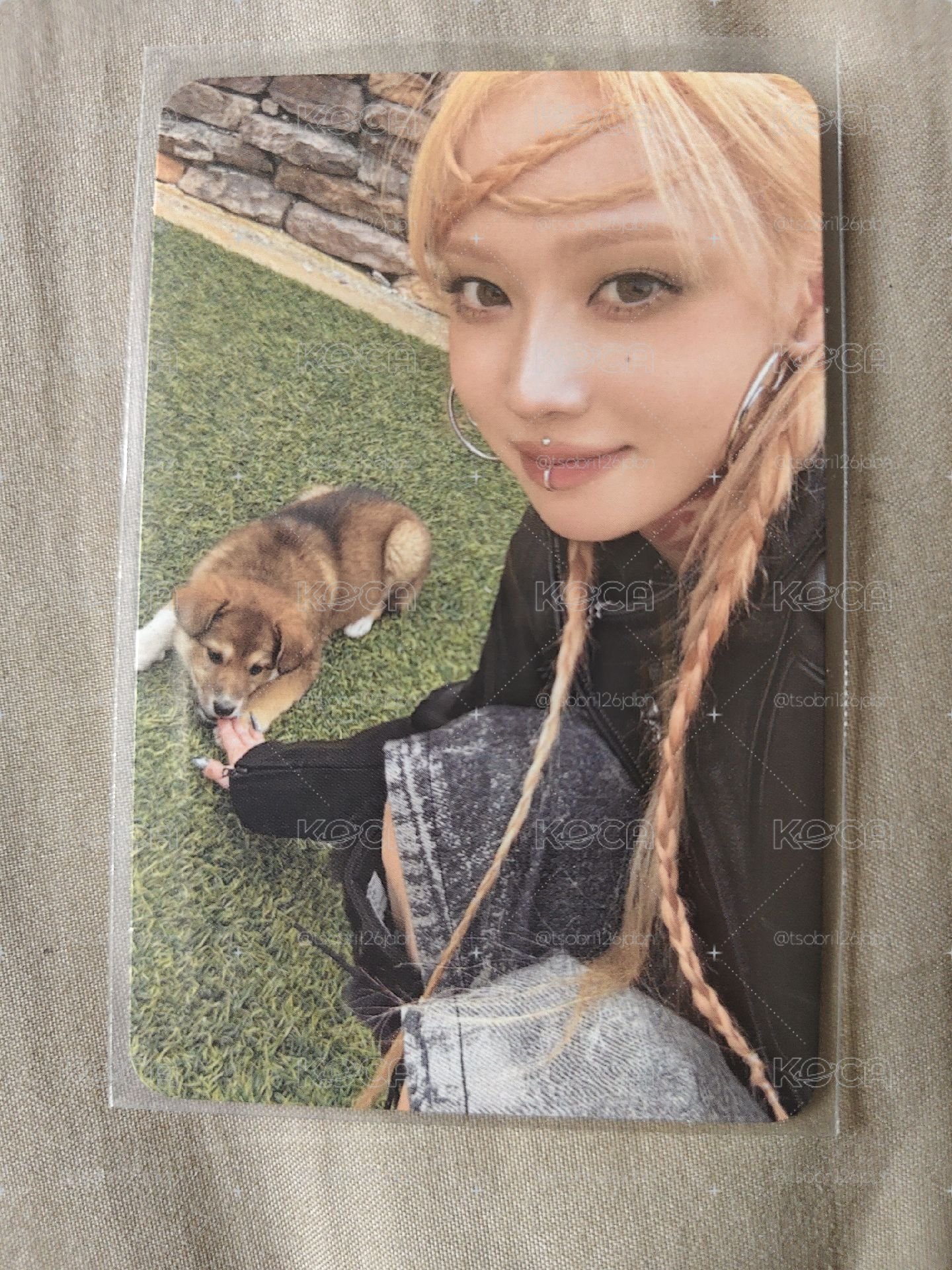 狗狗冬