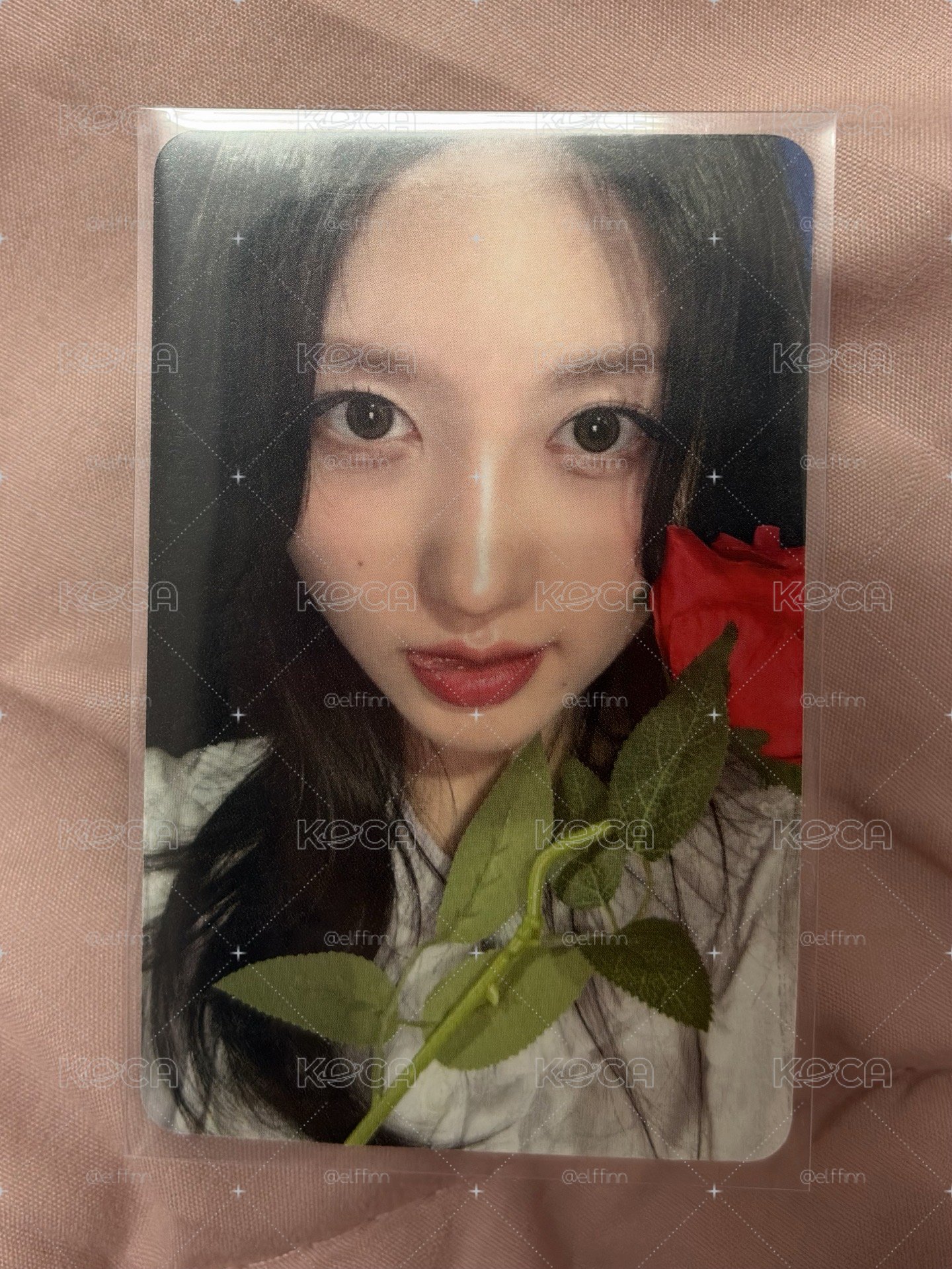 玫瑰花秋