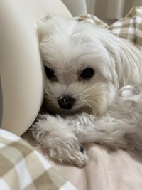 麻吉