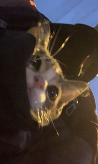 hung