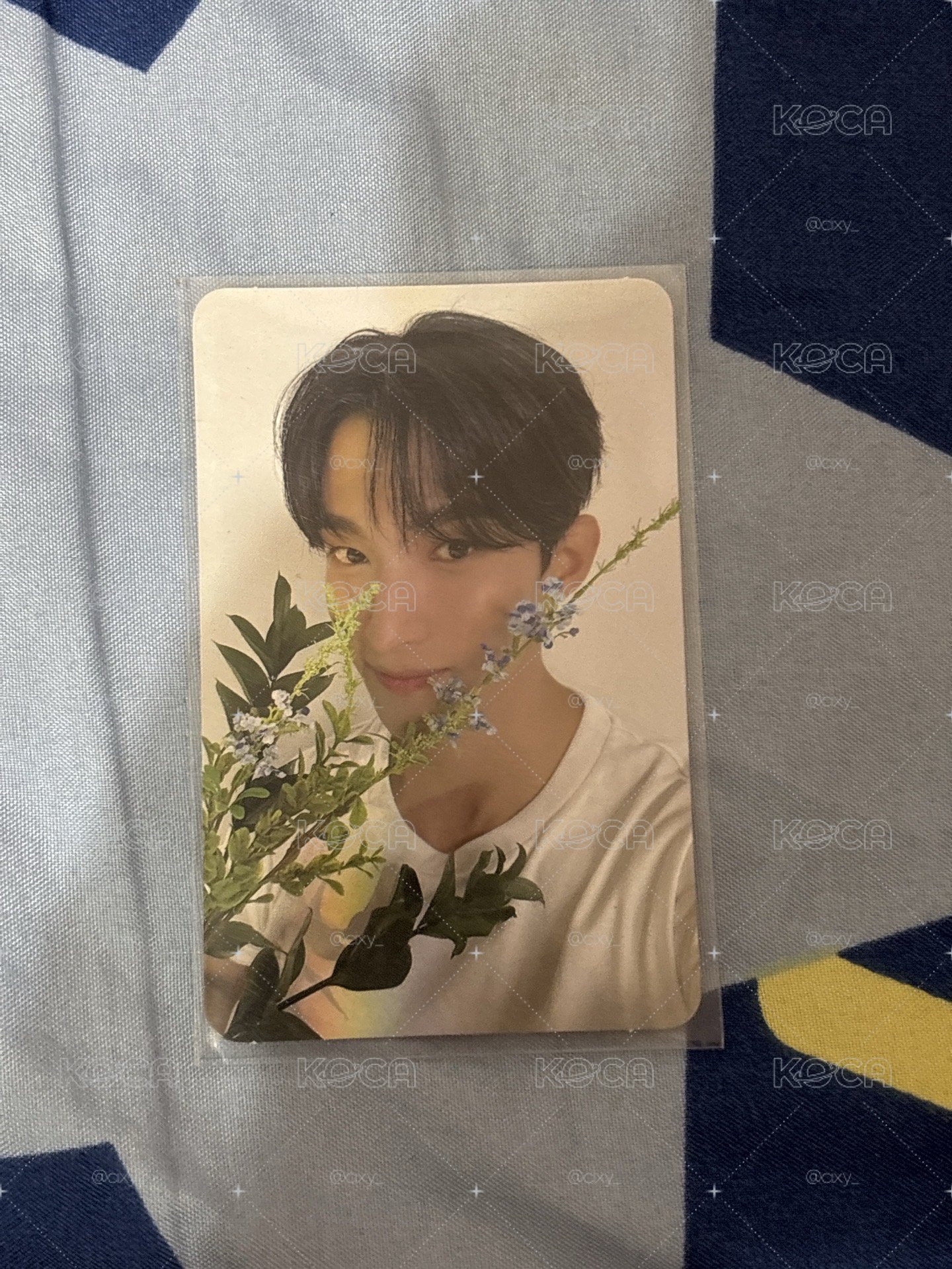 精選專 專輯卡 CARAT ver.