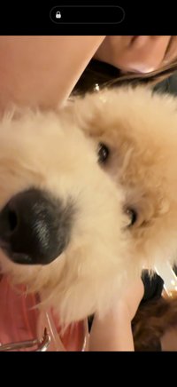 狗多