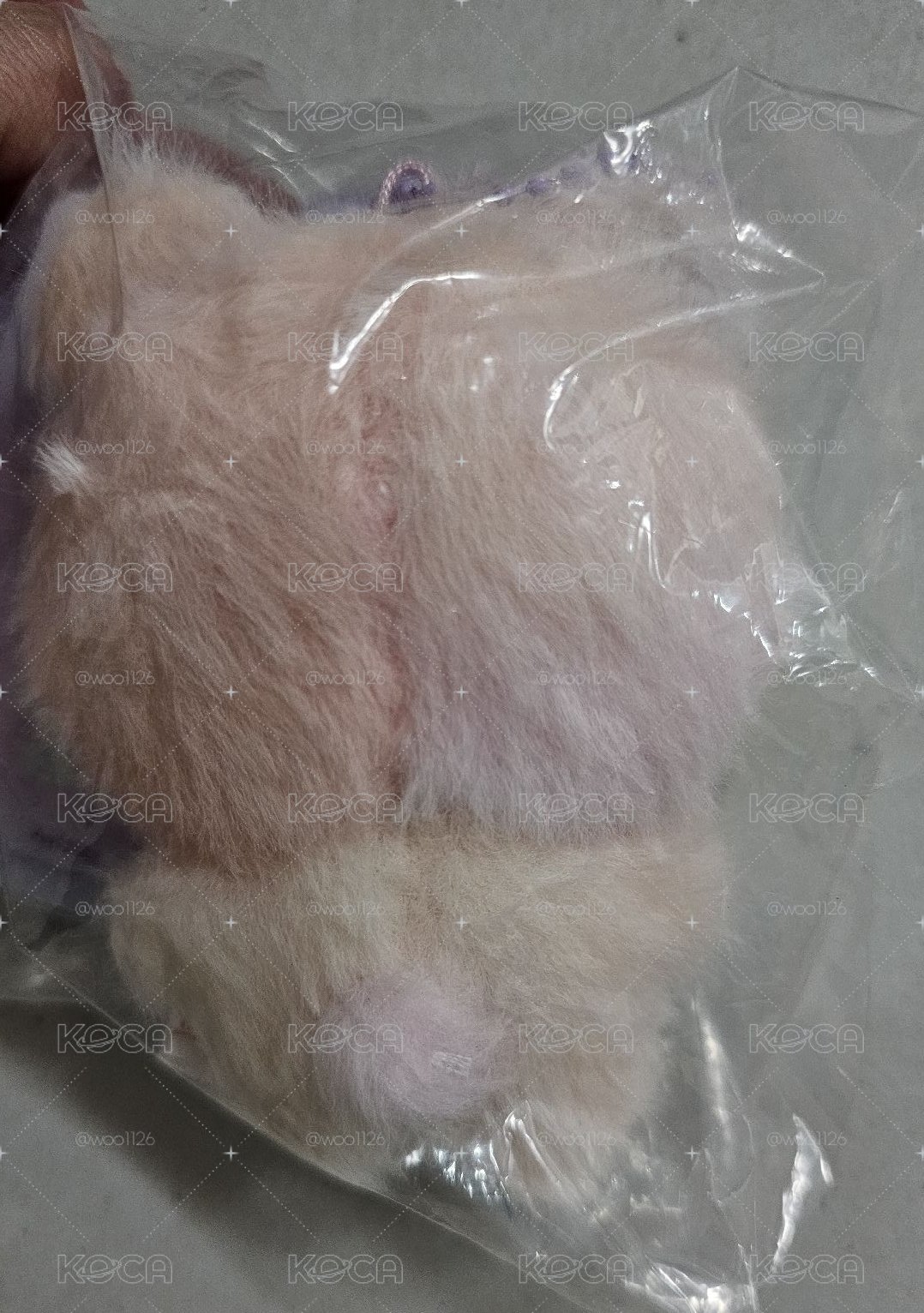 ANITEEZ彩色寶寶娃-鍾浩