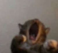 Kaii