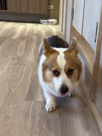 hami