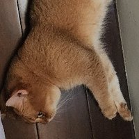 一根木枝