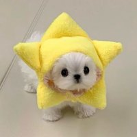栗子味奶黃包