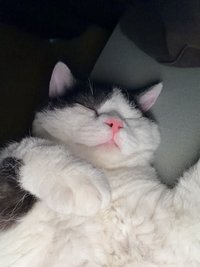 追星人