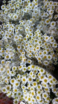 in_bloom