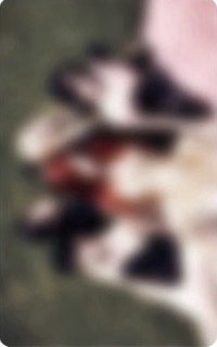 PUREFLOW pt.1 日咖 單封預售 特典卡 