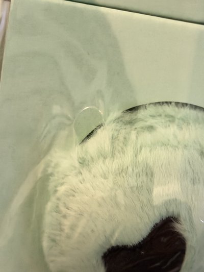 全新未拆球專（膜有破一個小洞在圖二）
