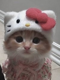 哈囉貓