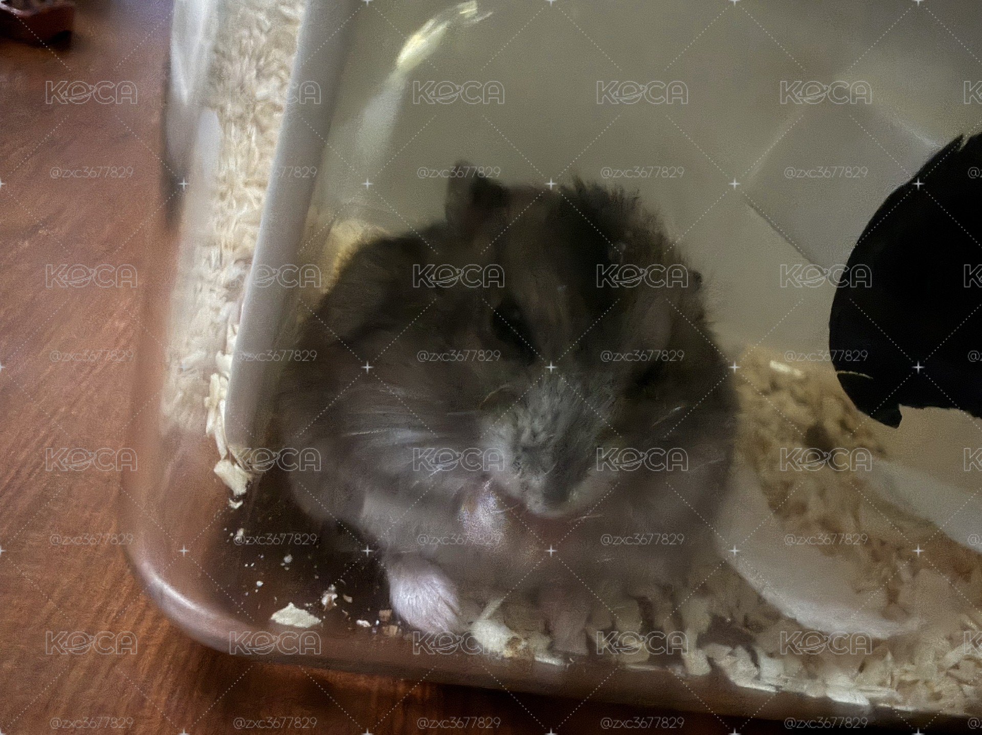 幫肥鼠賺飼料錢 出卡