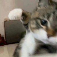 mschjjjmbb
