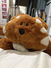 砂糖咪