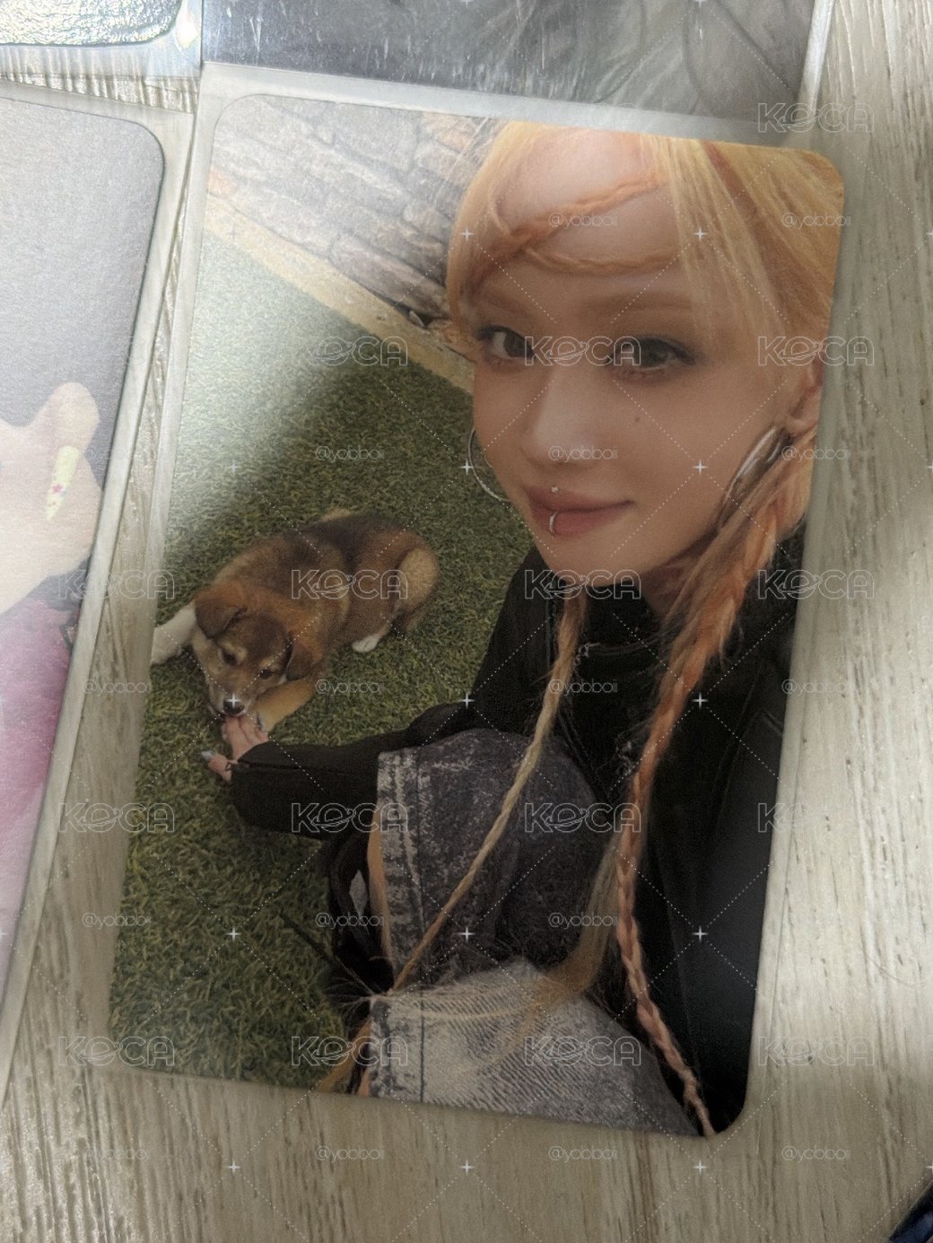 狗狗冬