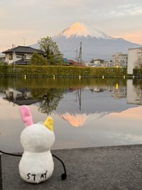 羊