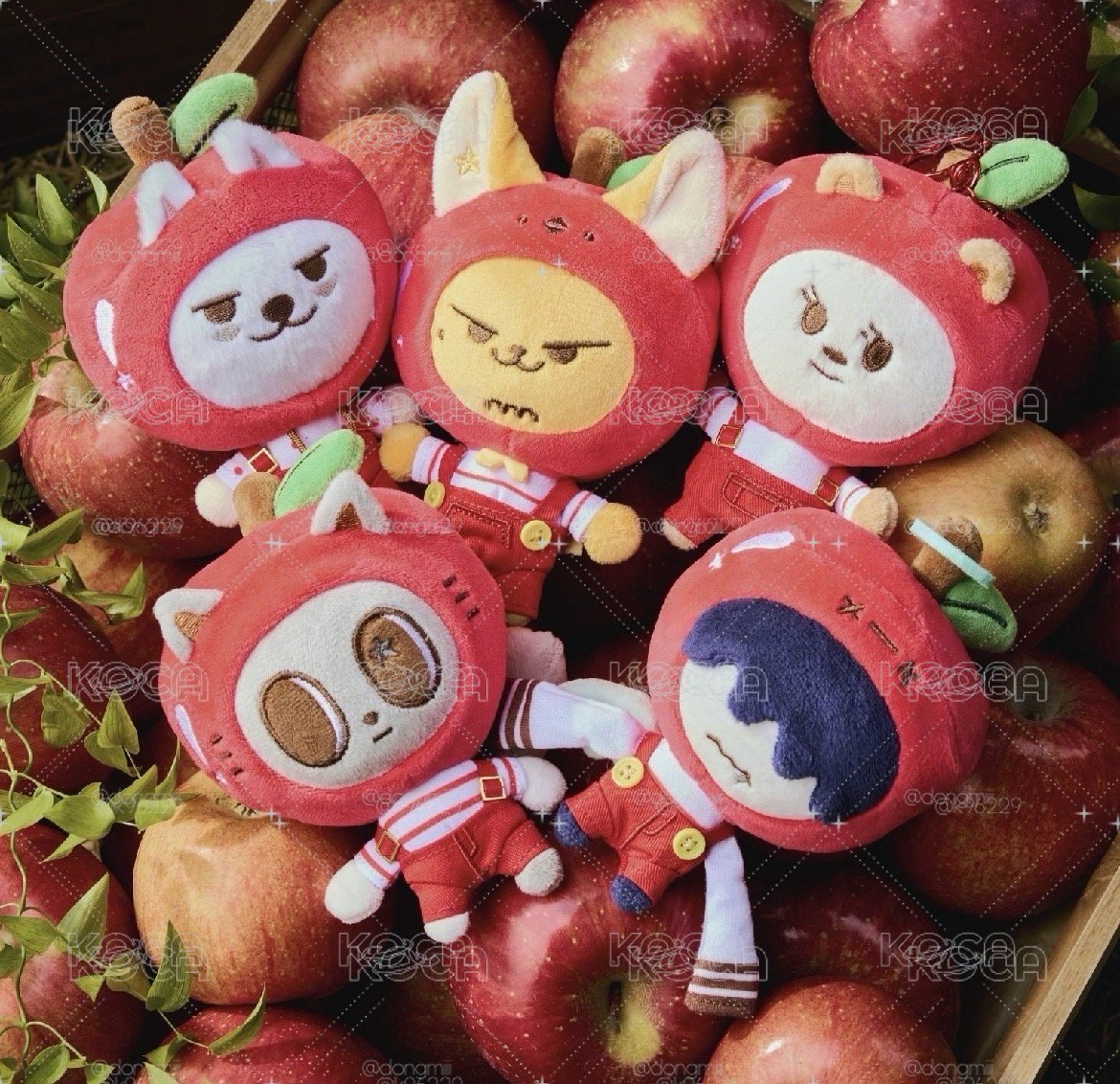 PPULBATU <Hey! APPUL> 線上代購