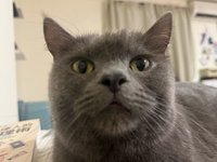久安安
