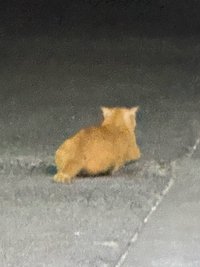 顆顆