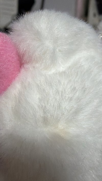 兩隻一起