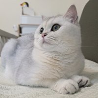 Sherylcc