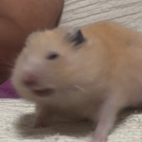 哈姆斯特大旋風