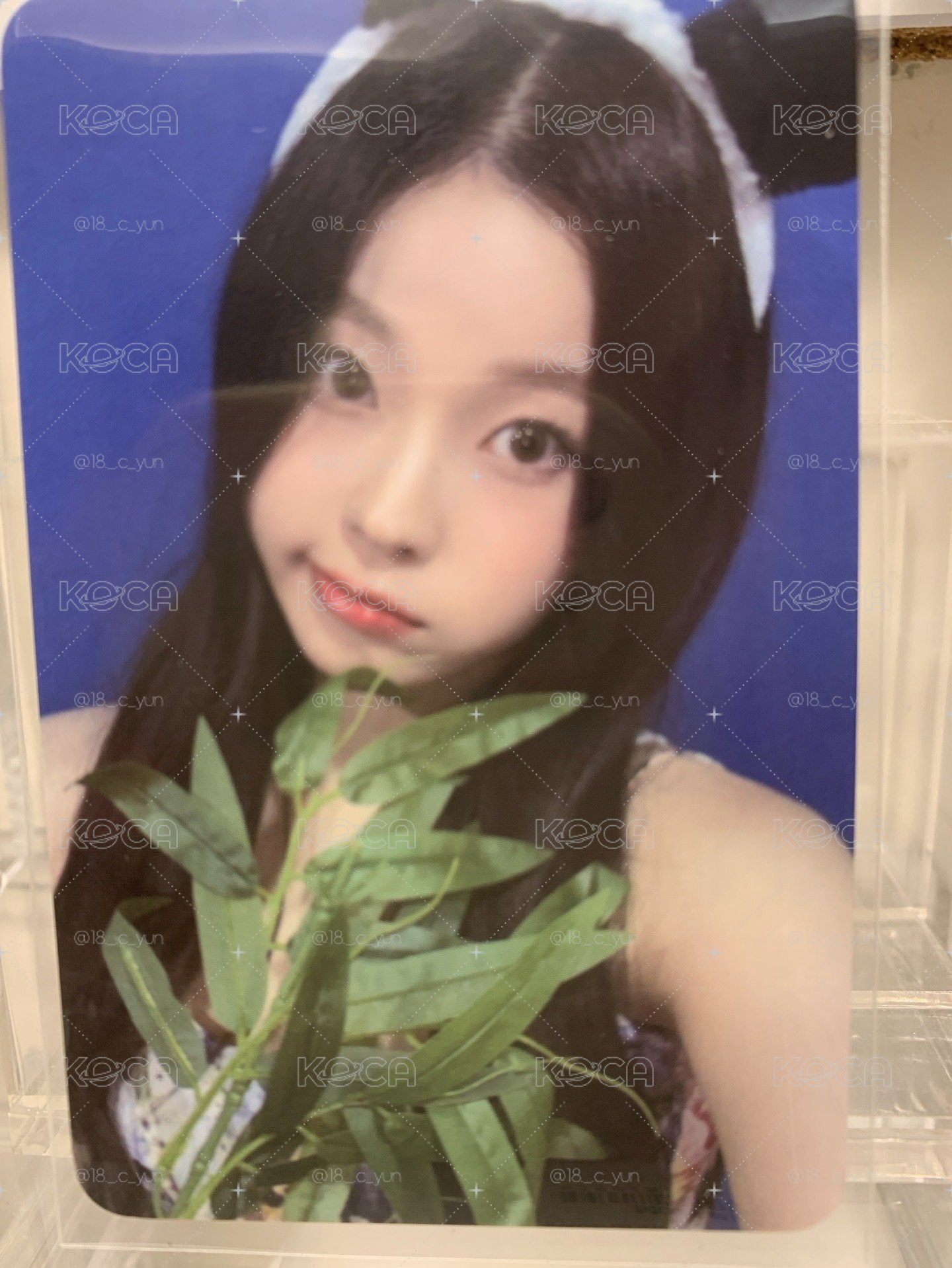 熊貓圭