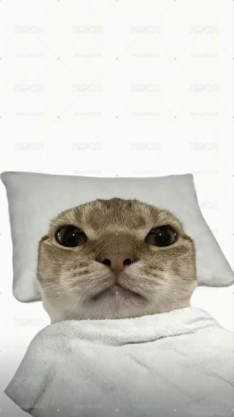 ive 多員小盤（日通）