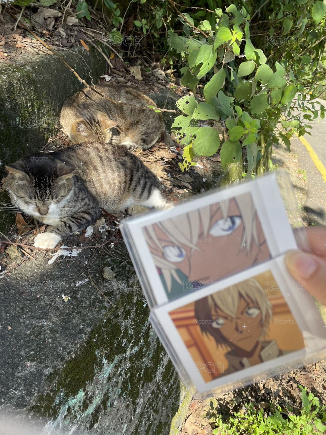 安室拍立得