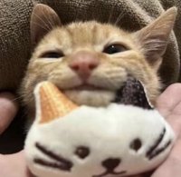 我有九只猫