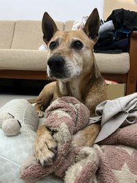 Lulu