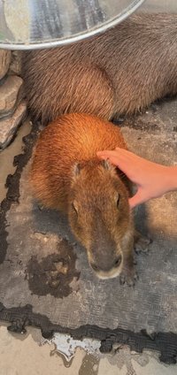 冰淇淋香蕉船