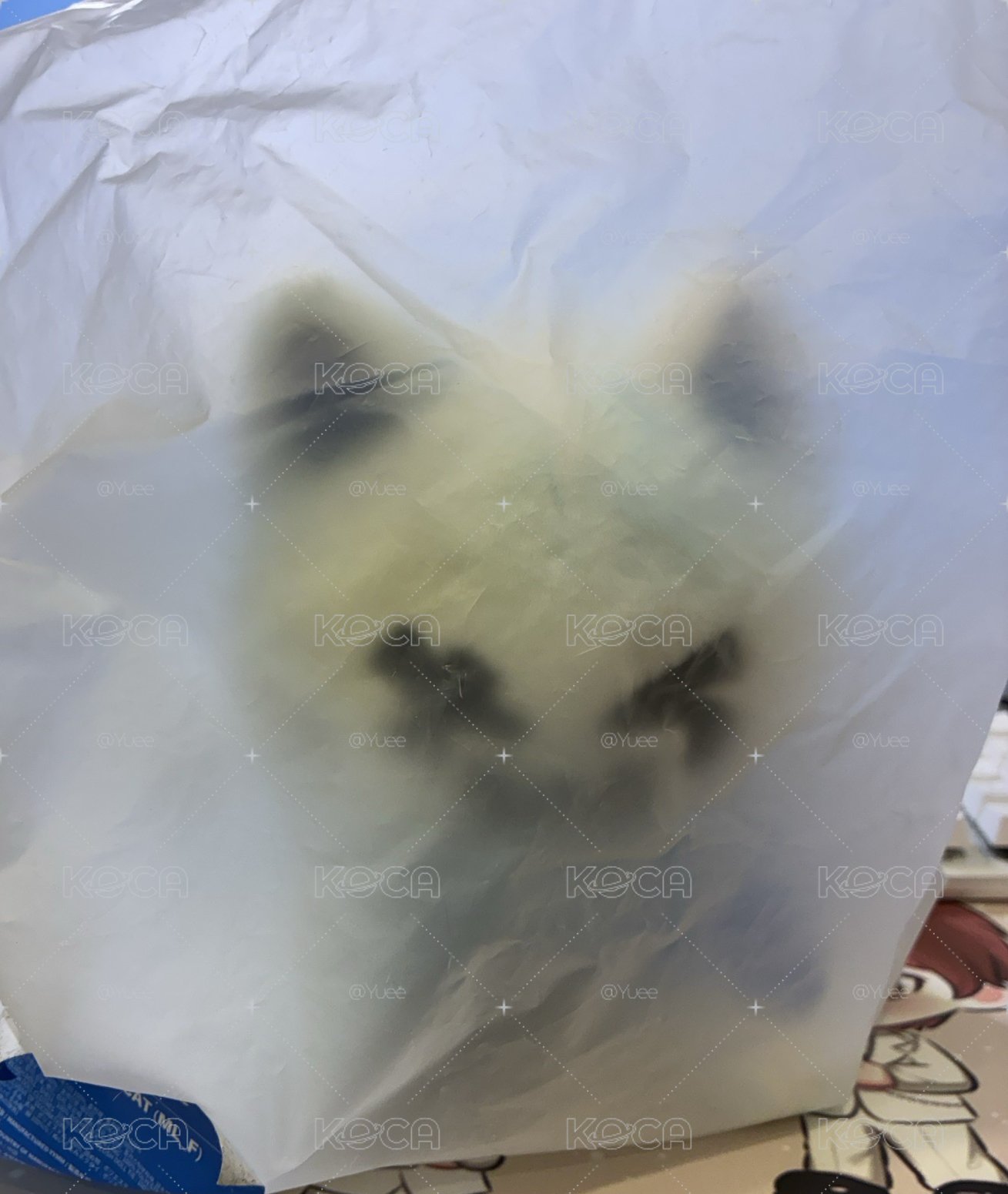 大貓