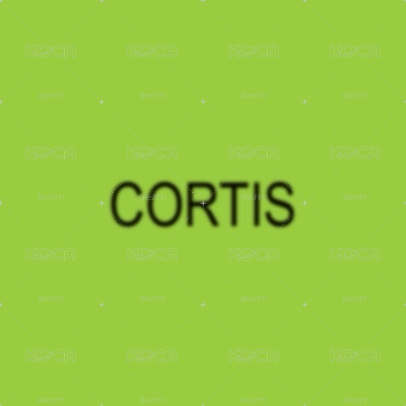 CORTIS迷一