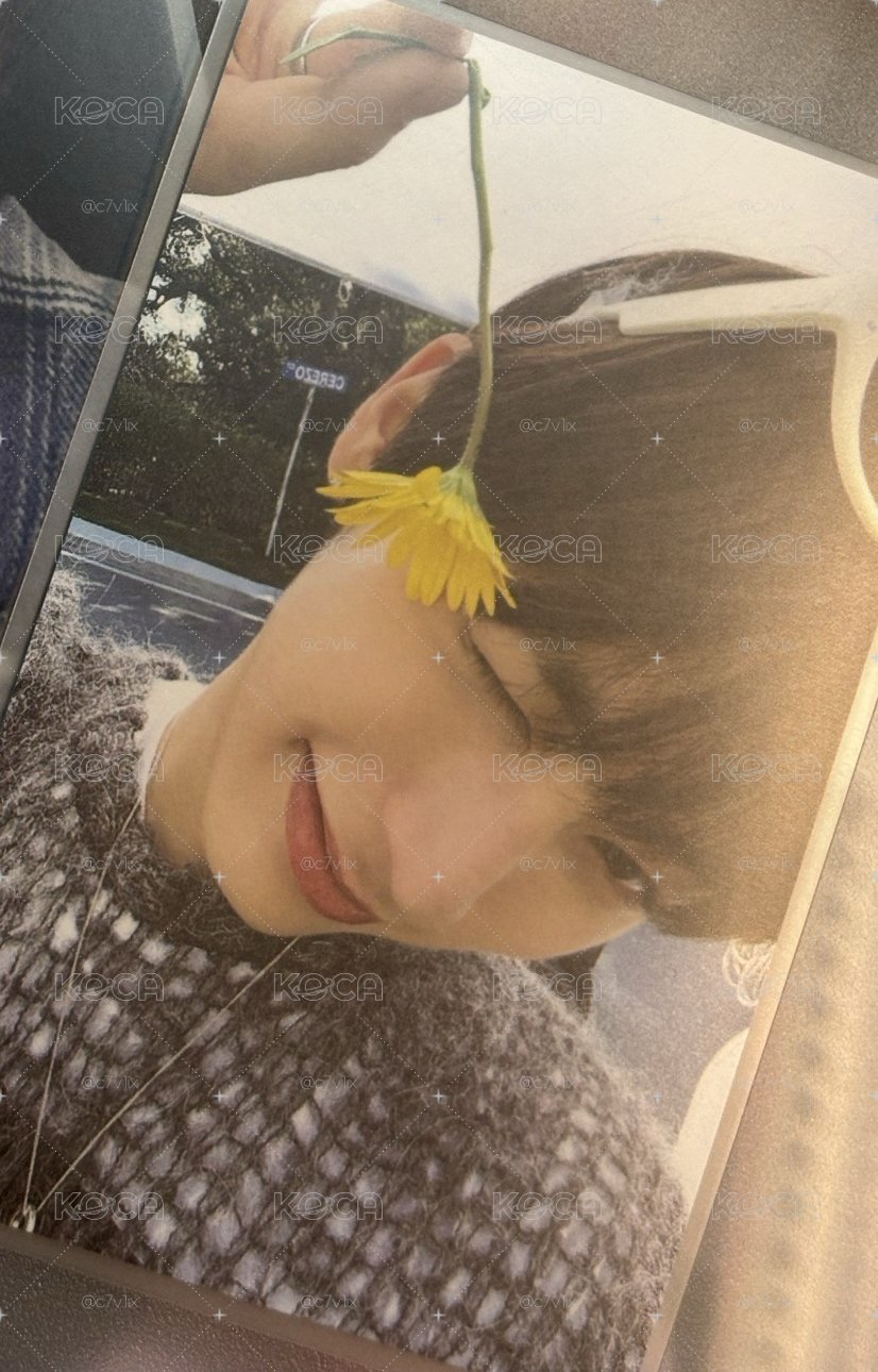 泰山小黃花