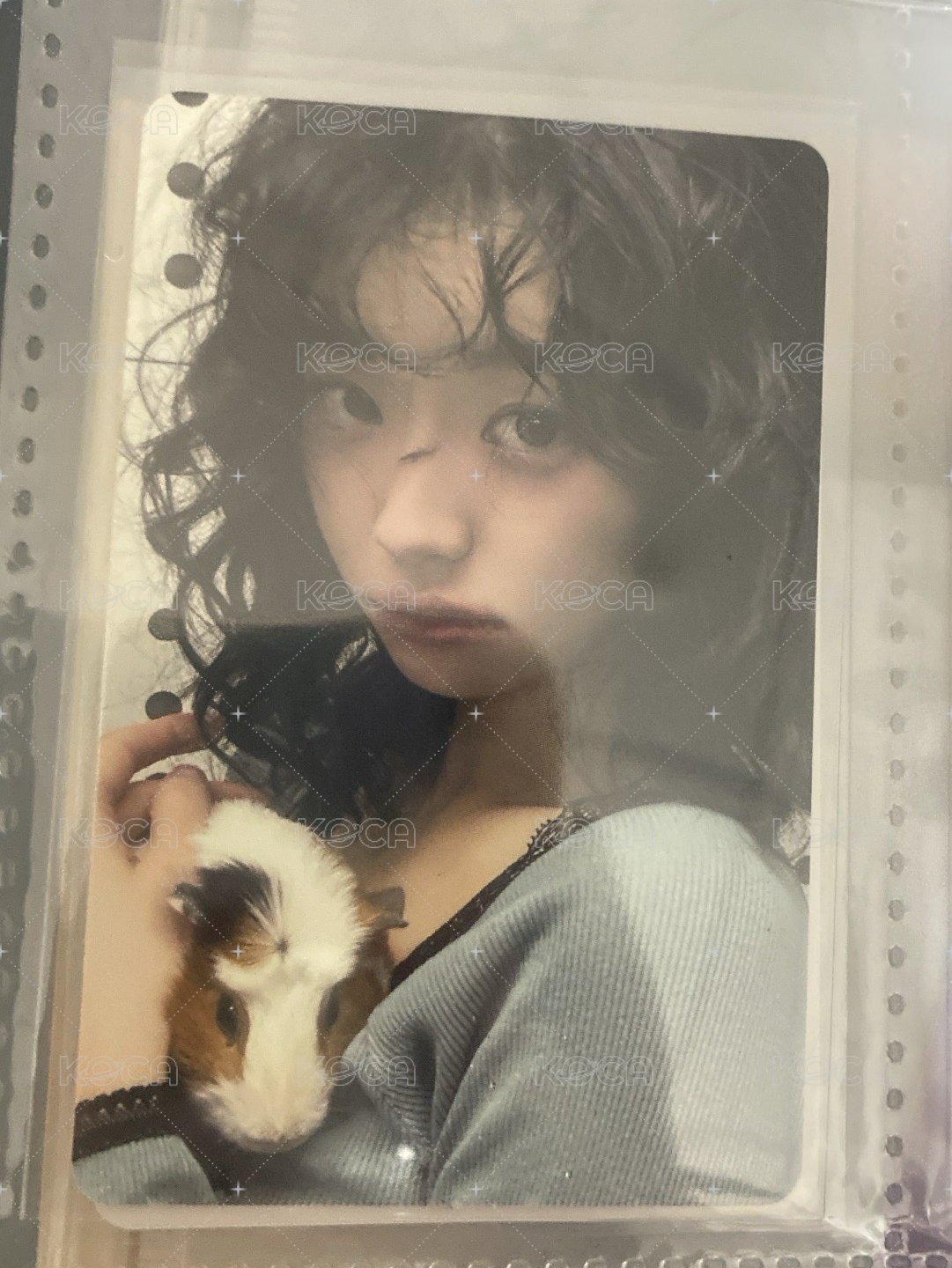 摸豚鼠丹丹