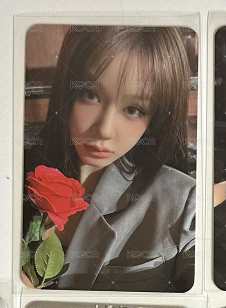玫瑰Pharita