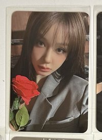 玫瑰Pharita