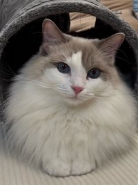 sally