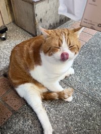 貓