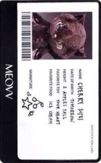BITE NOW KITTY PLUSH ver. 專輯卡 ID證