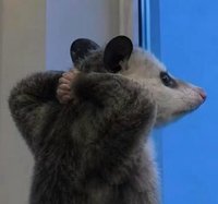 koo
