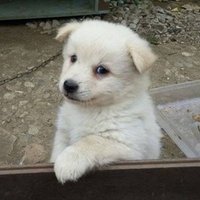 本該屬於我的美好生活被韓國人毀了