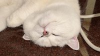 🐱賣場都是現貨/不需多帶